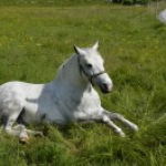 Sommerwoche 2015 - Teil 1